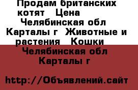 Продам британских котят › Цена ­ 2 000 - Челябинская обл., Карталы г. Животные и растения » Кошки   . Челябинская обл.,Карталы г.